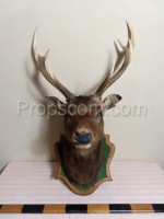 Deer - hunting trophy