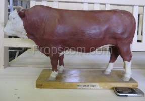 Školní výukový model býk