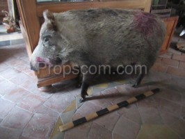 Wildschwein