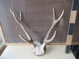 Deer - antlers