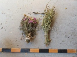Dried flowers