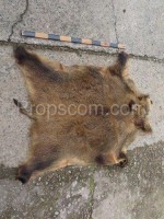 Boar skin