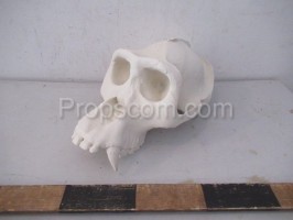 Animal skull