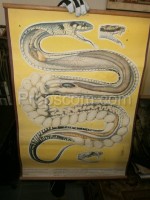 School poster - Reptile