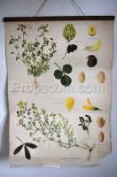 School poster - Plant