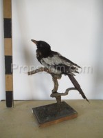 Magpie