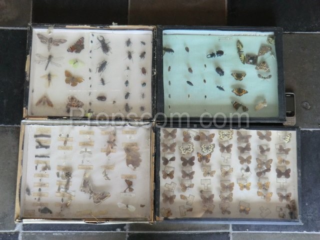 Collections of butterflies and beetles