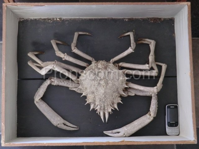 School educational model giant crab