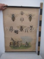 Školní plakát – včely