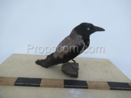 Crow