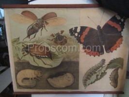 Školní plakát – hmyz