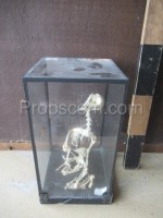 Skeleton in a torso display case