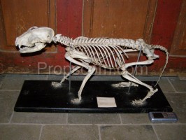 School teaching model of a dog skeleton