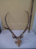 Deer - antlers