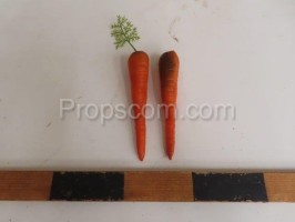 Carrot