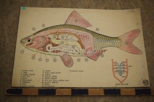 School poster - Common carp