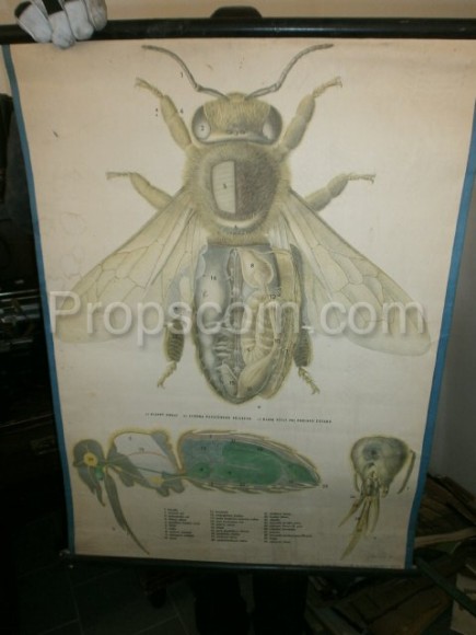 School poster - Housefly