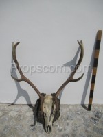 Deer - antlers