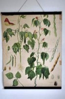 School poster - Plant