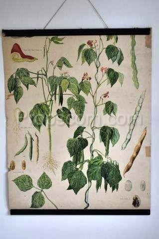 School poster - Plant