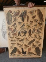 School poster - Useful birds of Central Europe