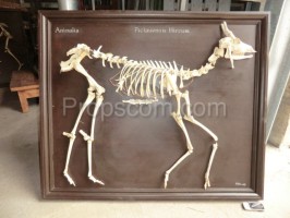 Goat skeleton