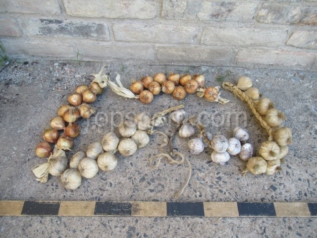 Bunches of garlic and onion
