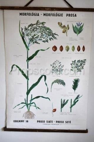 School poster - Millet