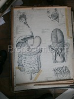 School poster - Digestive system