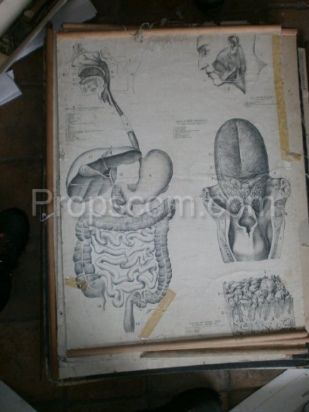 School poster - Digestive system