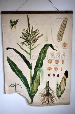 Školní plakát - Kukuřice 