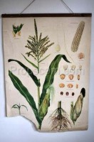 Školní plakát - Kukuřice 