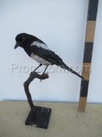 Magpie