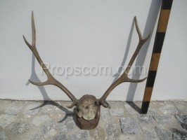 Deer - antlers