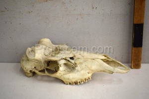 Animal skull