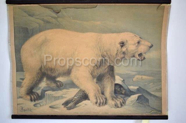 School poster - Polar bear