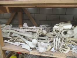 Human bones