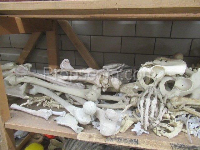 Menschliche Knochen