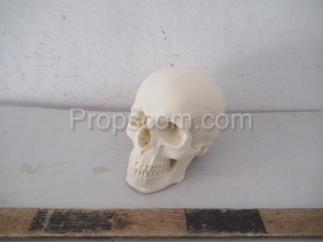 Human skull