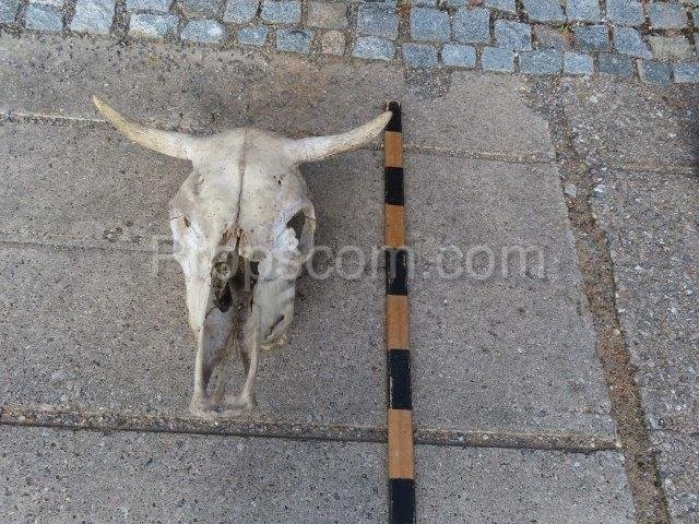 Cow skull