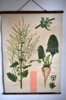 School poster - Farm plants