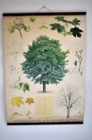 School poster - Maple