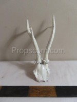 Roe deer - hunting trophy