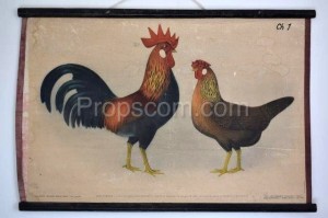 School poster - Domestic chicken