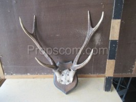 Deer - antlers