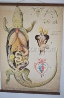 School poster - Komodo dragon