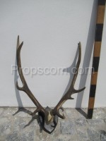 Deer - antlers