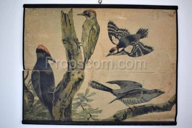 School poster - Woodpecker