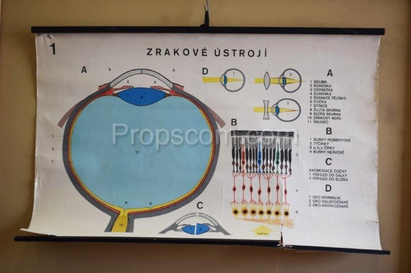 Školní plakát – Zrakové ústrojí