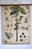School poster - Pine tree